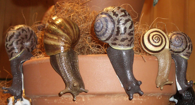 animal pot hangers, flowerpot decorations, snail pot hangers